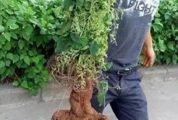 新植物爆料图片大全集最新,探索大自然奇观，揭秘植物界的神秘新成员